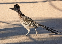 Geococcyx californianus