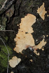 Fomitiporia chilensis