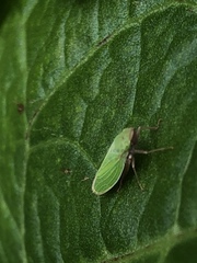 Draeculacephala soluta