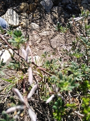 Indigofera praetermissa