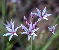 Allium rhizomatum
