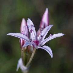 Allium rhizomatum