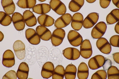 Puccinia laschii