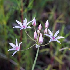 Allium rhizomatum