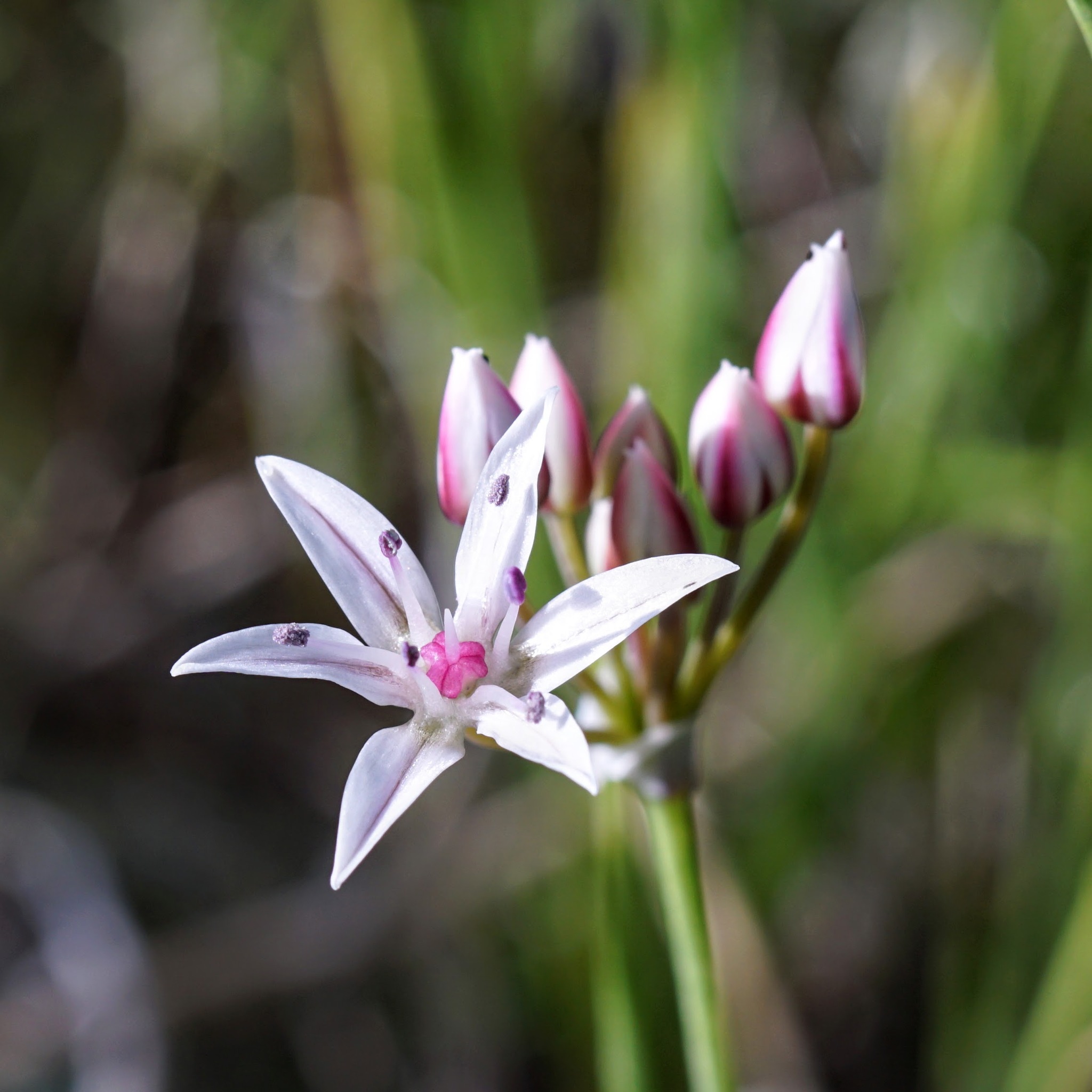 Allium rhizomatum