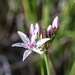 Allium rhizomatum - Photo 由 Andrew Tree 所上傳的 (c) Andrew Tree，保留部份權利CC BY-NC