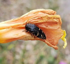 Acmaeodera knowltoni