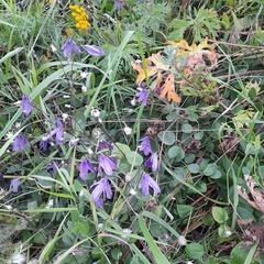 Clematis viticella