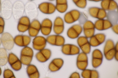 Puccinia laschii