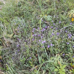 Clematis viticella