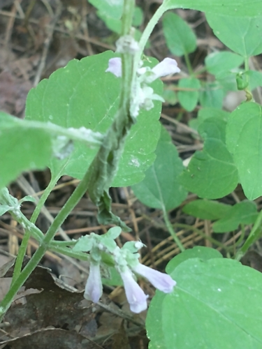 Blue skullcap (Scutellaria lateriflora)