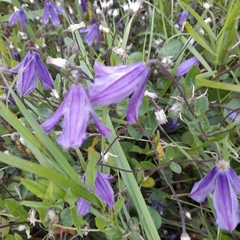 Clematis viticella