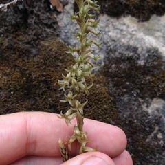 Mesadenus polyanthus