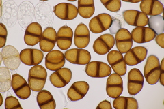 Puccinia laschii