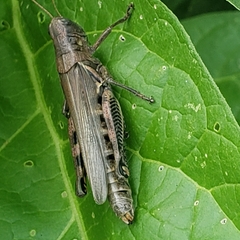 Melanoplus differentialis