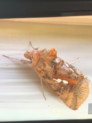 Autographa bimaculata