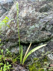 Spiranthes casei