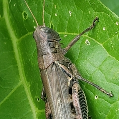Melanoplus differentialis
