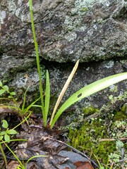 Spiranthes casei