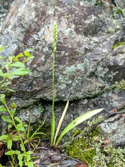 Spiranthes casei
