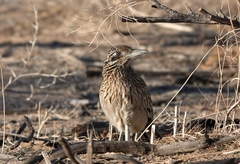 Geococcyx californianus