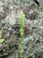 Spiranthes casei
