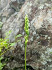 Spiranthes casei