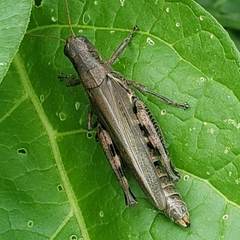 Melanoplus differentialis