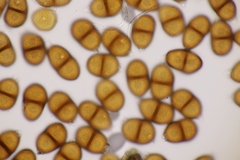 Puccinia laschii