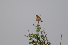 Cisticola chiniana