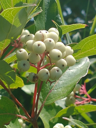 gray dogwood (Cornus racemosa)