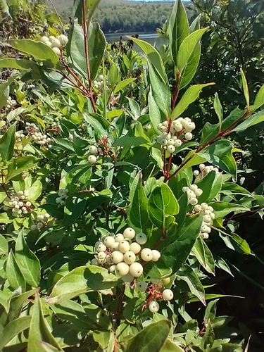 Cornus racemosa