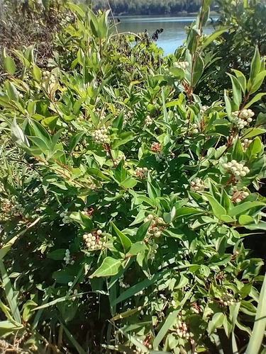 Cornus racemosa