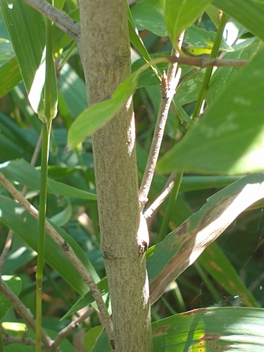 Cornus racemosa