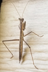 Yersiniops solitarius