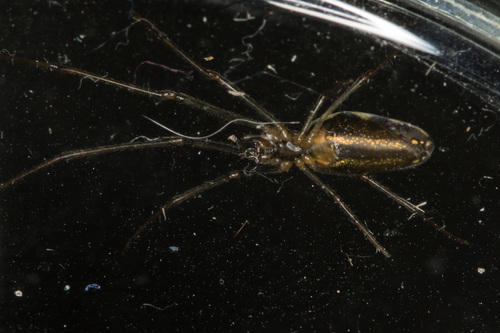 Silver Stretch Spider