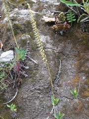 Mesadenus polyanthus