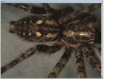 Tegenaria ferruginea