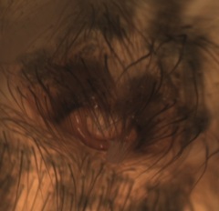 Tegenaria ferruginea