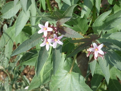 Jatropha macrorhiza