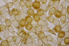 Puccinia cnici-oleracei