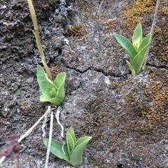 Mesadenus polyanthus