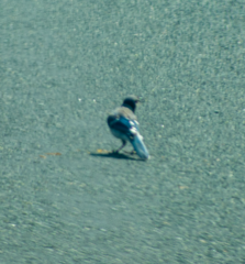 Cyanocitta cristata image