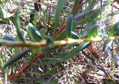 Indigofera praetermissa