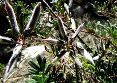 Indigofera praetermissa