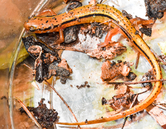 Eurycea wilderae