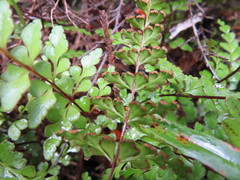 Lindsaea trichomanoides
