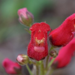 Scrophularia macrantha