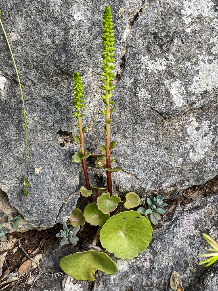 Umbilicus gaditanus