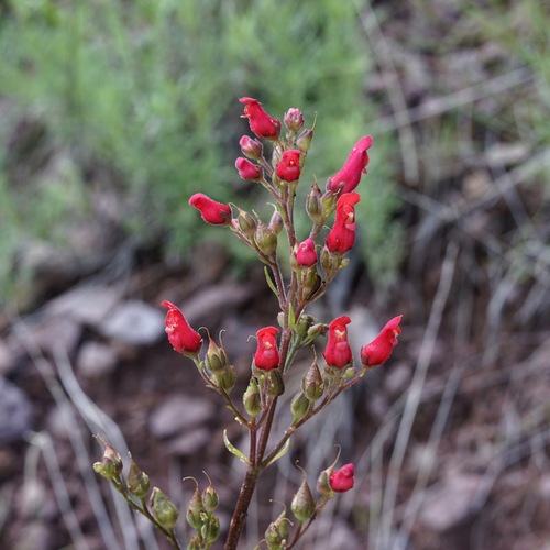 Scrophularia macrantha, photograph 6